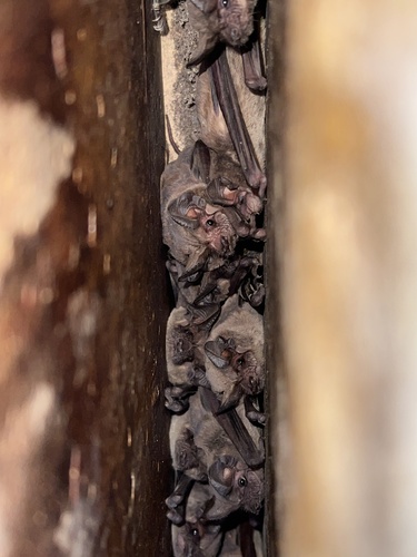 Mexican Free-tailed Bat observed by sckittone22