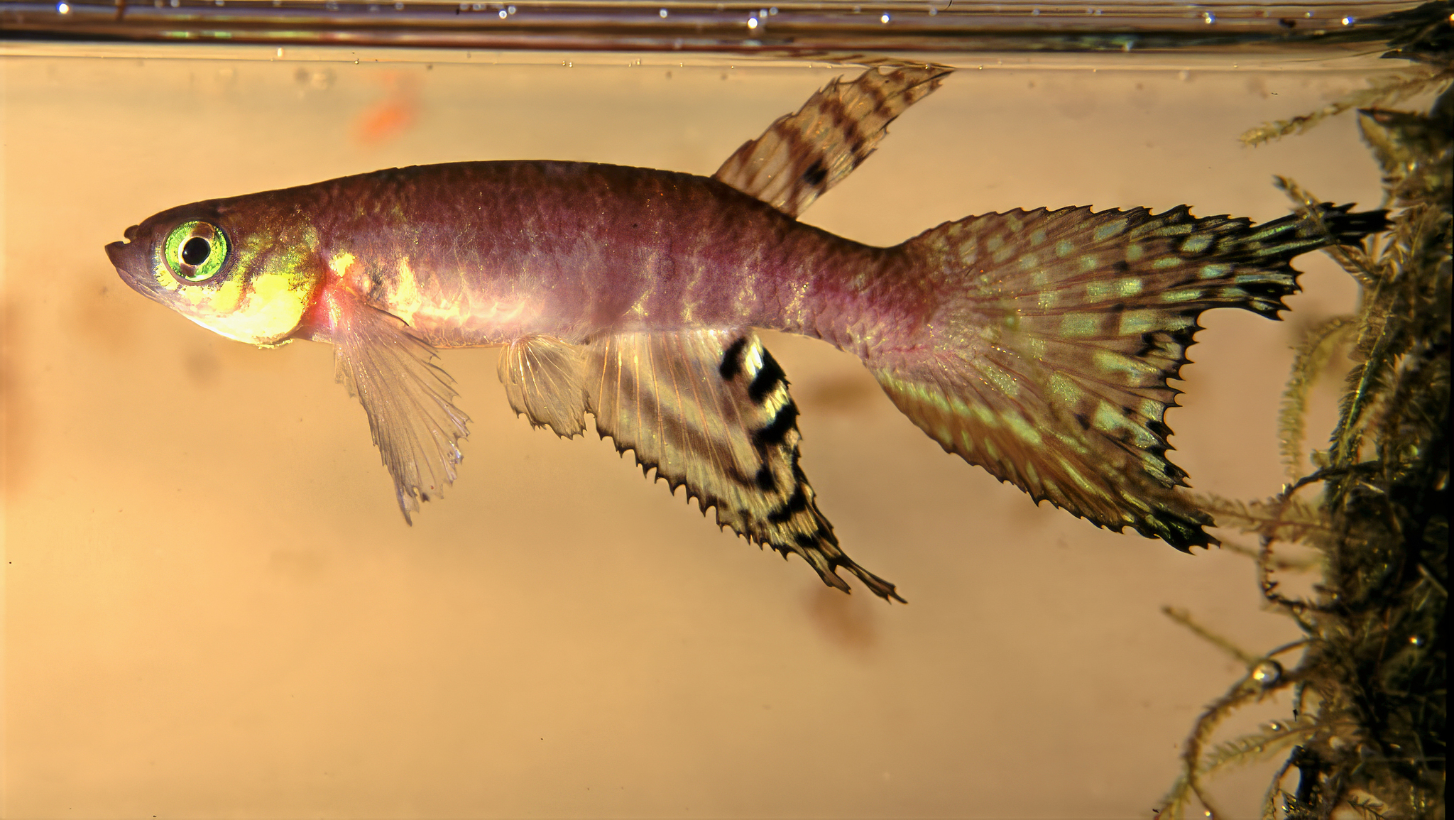Moema peruensis