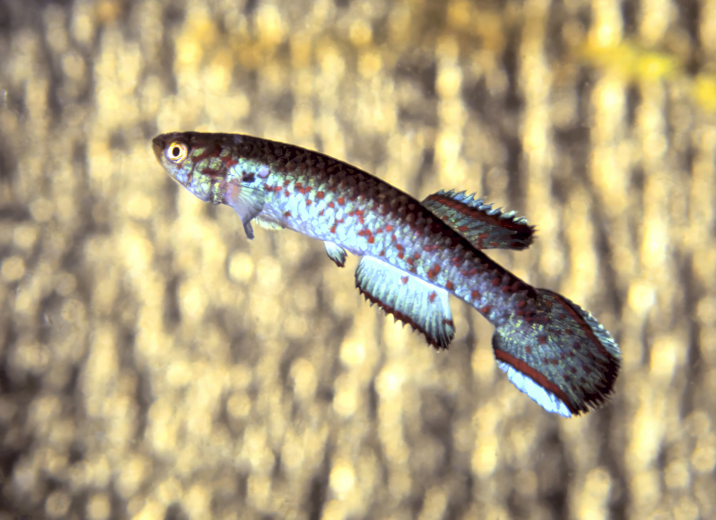 Fredrod's killifish (Scriptaphyosemion fredrodi) — Nothobranchiidae