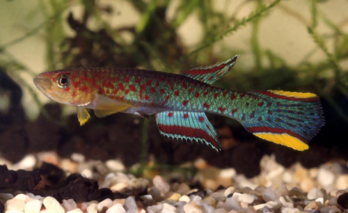 Schmitt's killi (Scriptaphyosemion schmitti) — Nothobranchiidae