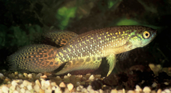 Longfin Killie photo 2