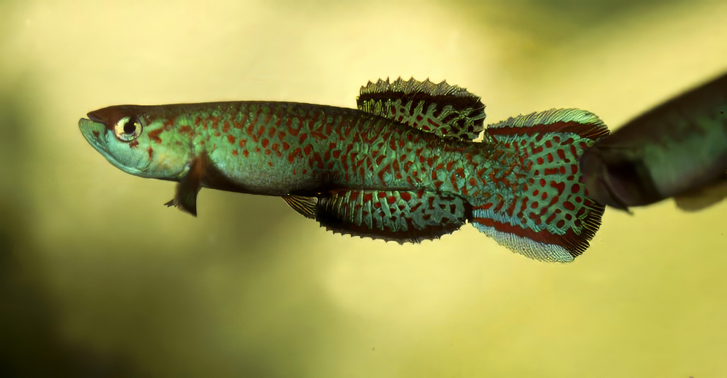Guignard's killifish (Scriptaphyosemion guignardi) — Nothobranchiidae