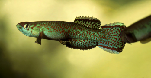 Guignard's Killifish