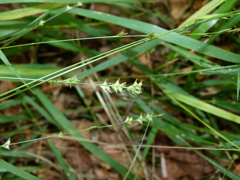 American beak grass (Grasses of Carroll County Arkansas) · iNaturalist