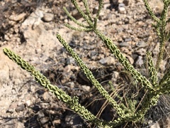 Mortonia scabrella