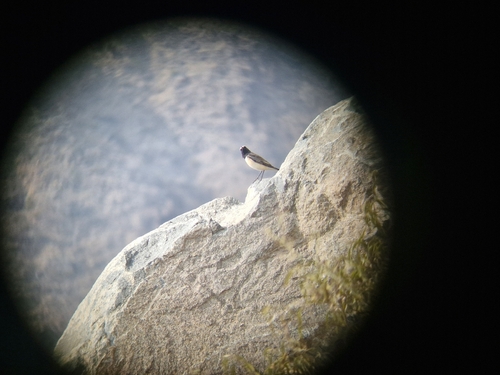 Pied Wheatear