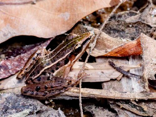 Hylarana macrodactyla observed 2026-02-19