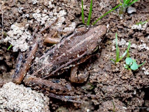Hylarana macrodactyla observed 2026-02-19