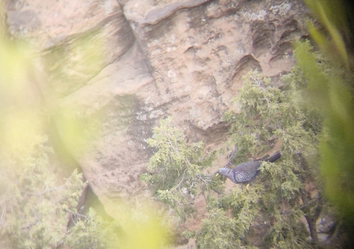 Rameron Pigeon