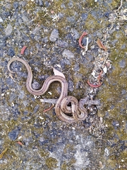 Oligodon taeniolatus