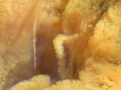 Gallionellaceae