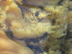 Gallionellaceae
