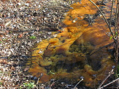 Gallionellaceae