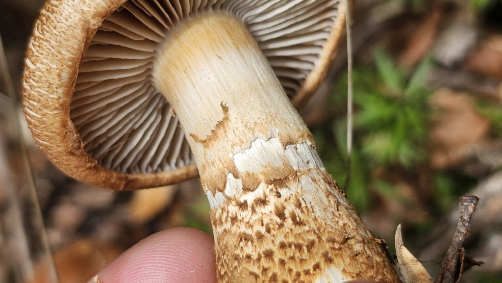 Thaxterogaster castoreus · February 2026 · photo: © henryahh (iNaturalist, cc0)