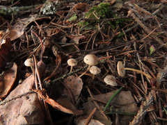 Strobilurus esculentus