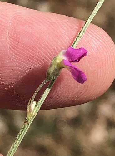 Tephrosia dregeana var. dregeana image