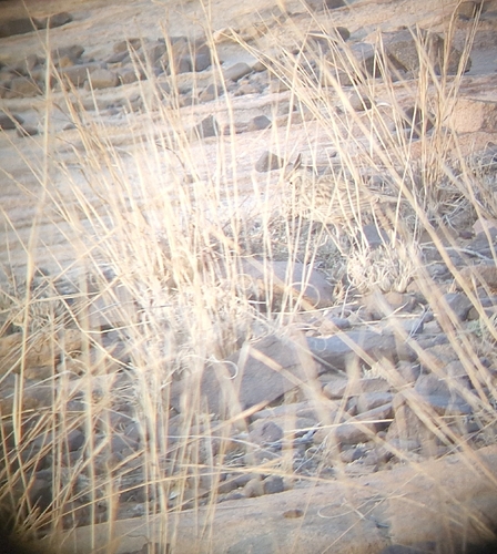 Crested Lark