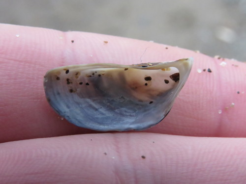 Zebra Mussel