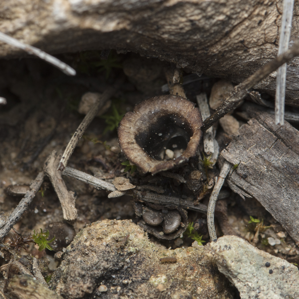 Cyathus olla · February 2026 · photo: © tim-johnson (iNaturalist, cc-by)