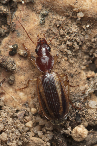 Cymindis lineola