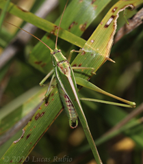 Burgilis curta