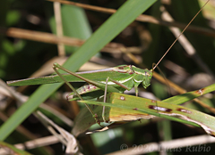 Burgilis curta