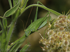 Anisophya punctinervis