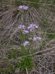 Primula stricta
