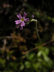Primula stricta