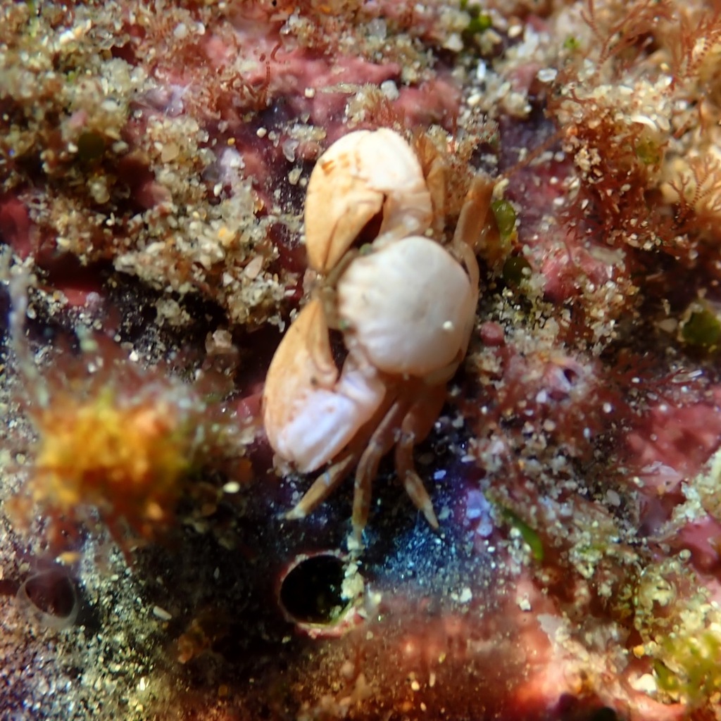 Petrolisthes lewisi