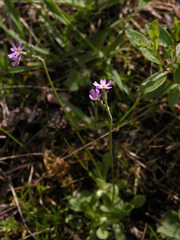 Primula stricta