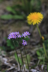 Primula stricta