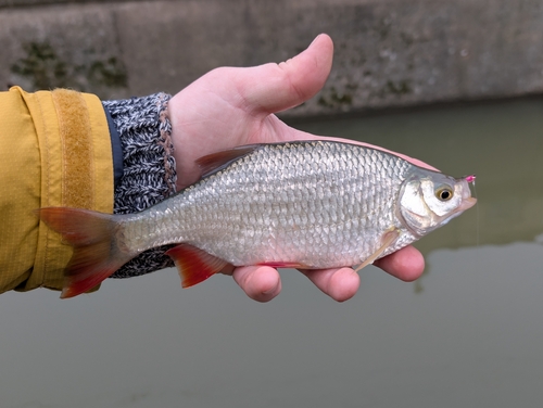 Scardinius erythrophthalmus