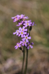 Primula stricta