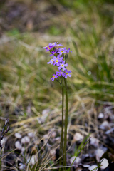Primula stricta