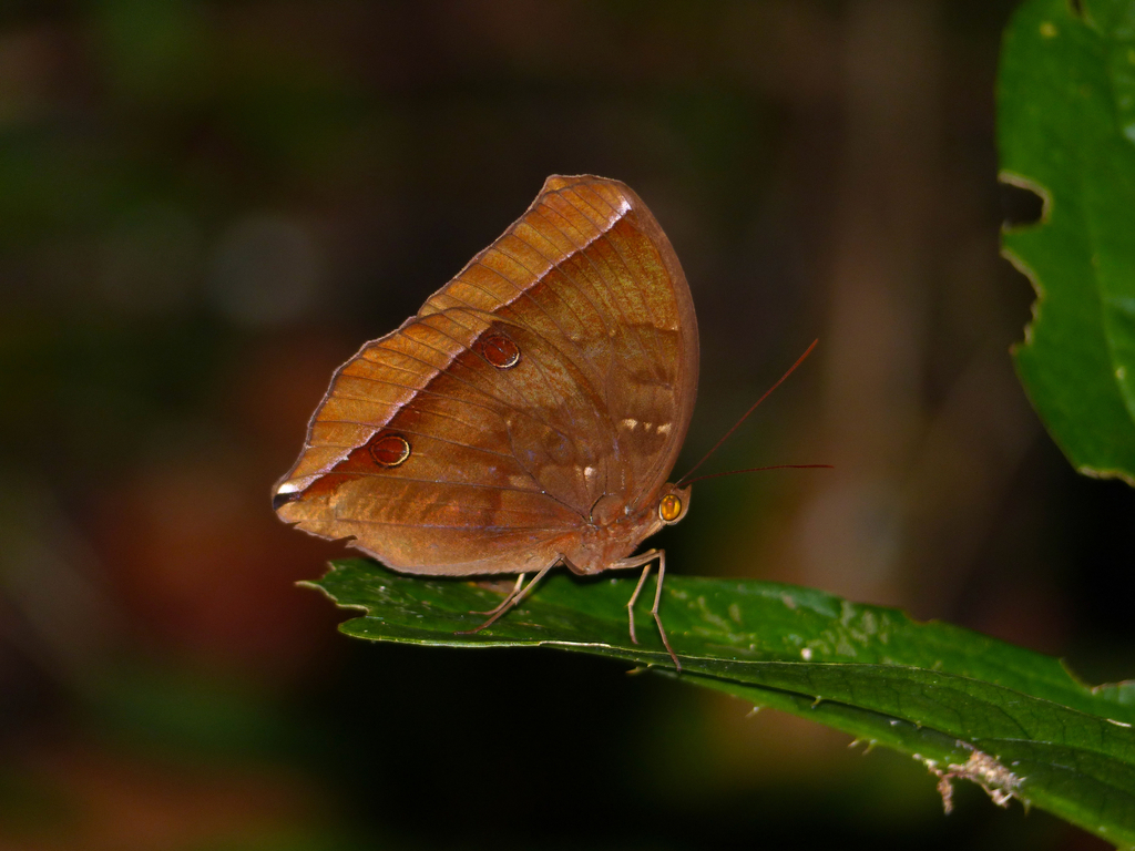 Jungle Glories