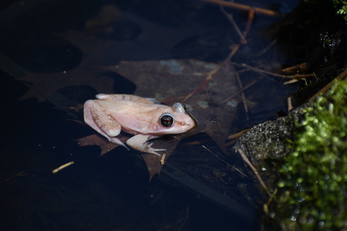 Wood Frog photographed in New Hampshire