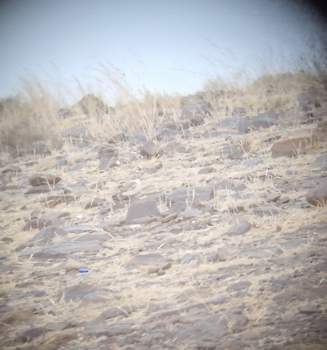 Isabelline Wheatear