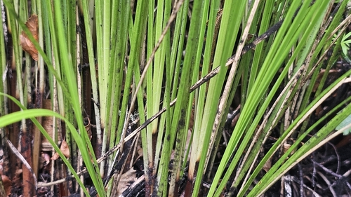 Narrow Leaved Bush Tussock (Chionochloa cheesemanii)
