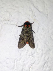 Graphelysia strigillata