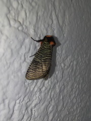 Graphelysia strigillata