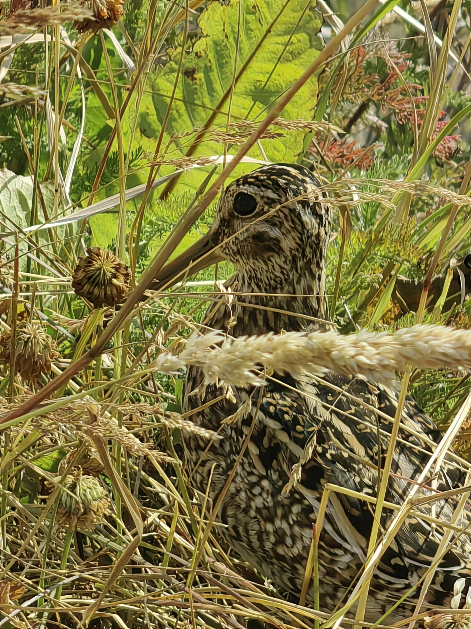 Magellanic Snipe (Gallinago magellanica), photo 9