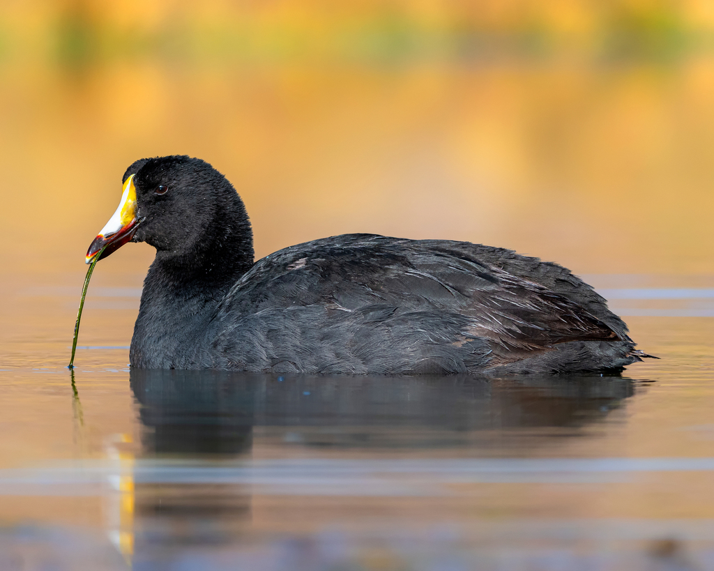 Giant Coot