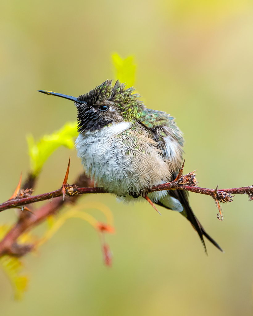 Chilean Woodstar