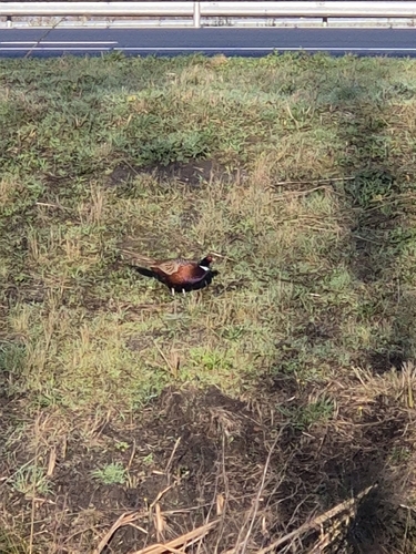 Ring-necked Pheasant