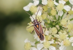 Horistus orientalis
