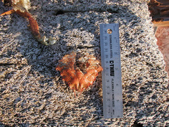 Telmessus cheiragonus