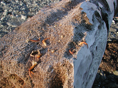 Telmessus cheiragonus