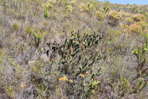 Oval-leaf Pincushion (Leucospermum truncatulum)
