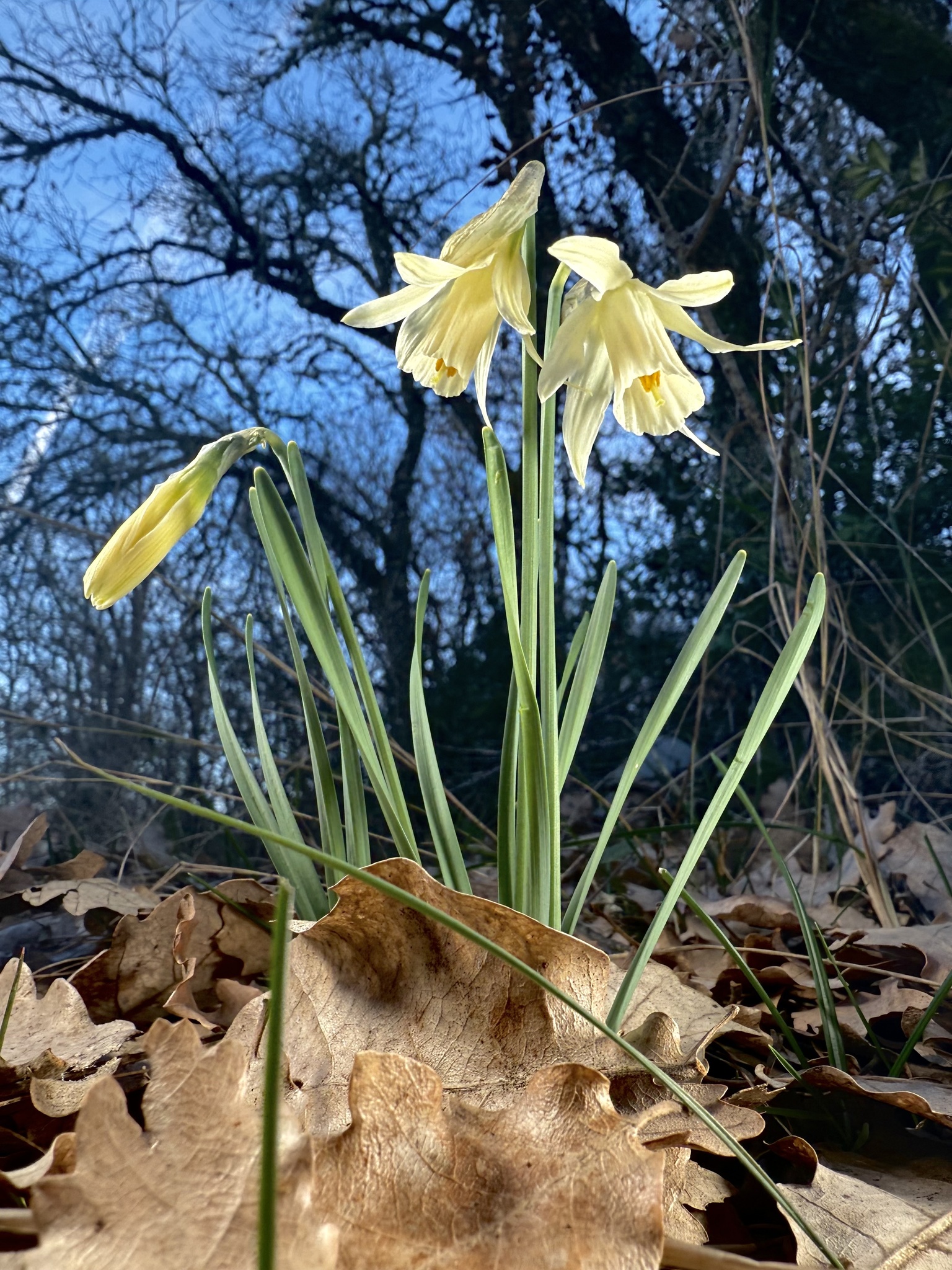 Narciso blanco